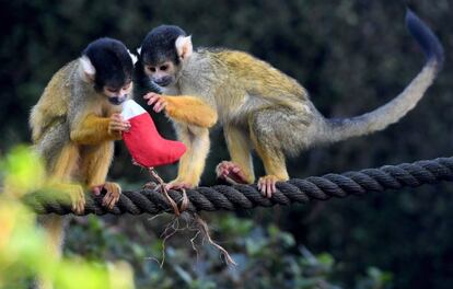 Monos ardilla juegan con un adorno navideño en el Zoo de Londres, Reino Unido.