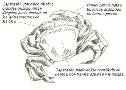 <b>Nombre común</b>: Nécora 
<b>Nombre científico</b>: Macropipus puber (Linné 1767) 
<b>Orden</b>: Crustáceos 
<b>Familia</b>: Decapoda