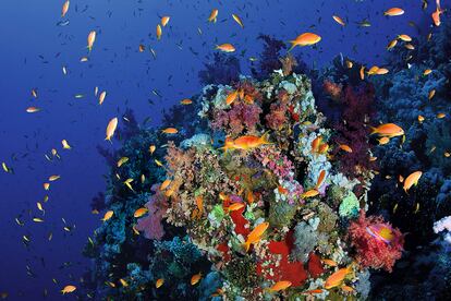 Pseudanthias squamipinnis o anthias cola de lira. Imagen de septiembre de 2010 tomada en el parque nacional Ras Muhammad, de Egipto. 