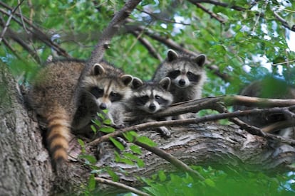 El mapache est&aacute; entre los mam&iacute;feros que portan m&aacute;s zoonosis.