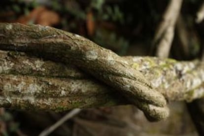 Cipó com o qual se prepara o chá de ayahuasca.