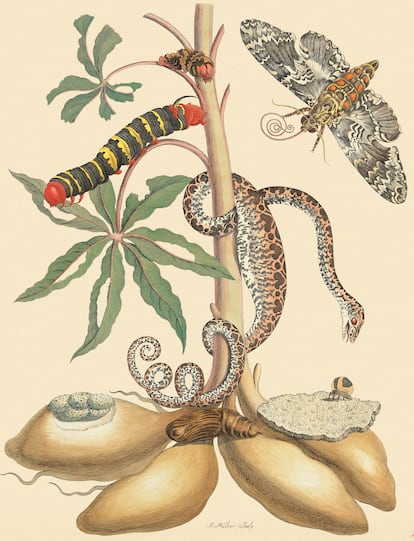 Raíz de mandioca con boa de árbol de jardín, polilla esfinge y saltamontes, de Maria Sibylla Merian, 1702.