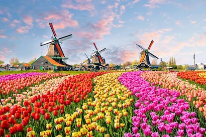 El paisaje de tulipanes y molinos en Zaanstad, cerca de Ámsterdam.