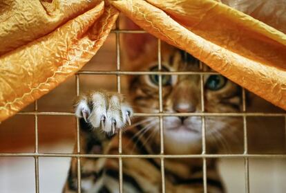 Un gatito de Bengala observa dentro de una jaula durante una exhibición local de gatos en Almaty (Kazajistán), el 21 de abril de 2018.