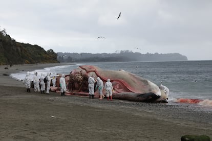 Un equipo de biólogos realiza una necropsia a una ballena colisionada en una isla del Archipiélago de Chiloe.