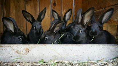Conejitos en una granja