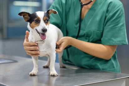 Parasitos en perros y gatos