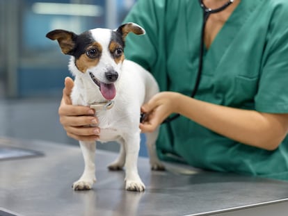 Un perro siendo examinado en una clínica veterinaria.