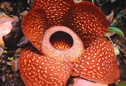 Una flor de la misma familia que la 'Rafflesia tuan-mudae', en Sumatra (Indonesia).
