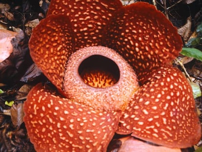 Una flor de la misma familia que la 'Rafflesia tuan-mudae', en Sumatra (Indonesia).