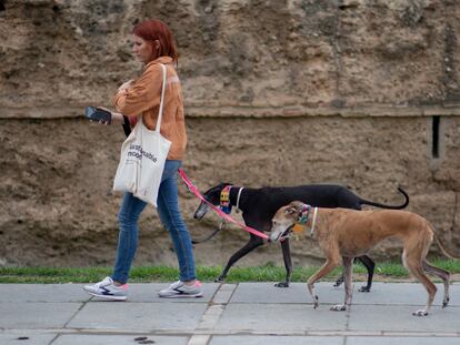 Una joven pasea con dos perros este viernes por el centro de Sevilla.