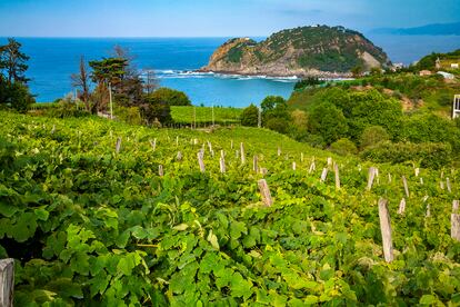 Viñedos al borde del mar en la localidad guipuzcoana de Getaria.