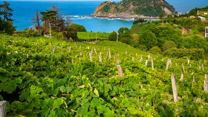 Viñedos al borde del mar en la localidad guipuzcoana de Getaria.