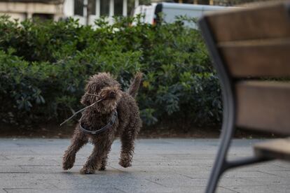 "Se me cruzó por la cabeza también un hombre que cada mañana me cruzo en la avenida Roma mientras paseo con mi perro Camilo".