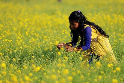 Una niña recoge flores de mostaza en Munshiganj (Bangladés), el 20 de enero de 2017.