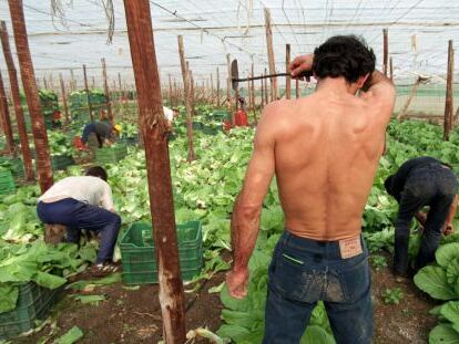 Un grupo de inmigrantes marroqu&iacute;es trabaja en un invernadero de Andaluc&iacute;a.