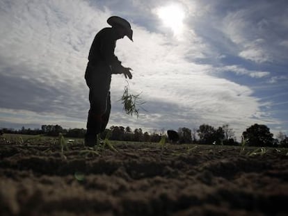 Un trabajador agr&iacute;cola en el Estado de Georgia. El 70% de los mexicanos que trabajan en EE UU desempe&ntilde;an labores de menor cualificaci&oacute;n.