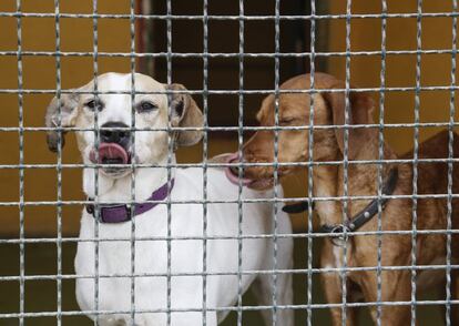 Los perros que se llevan bien, como este par, duermen en la misma instalación.