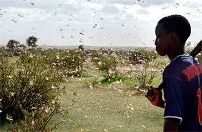 Un joven mauritano observa impotente cómo las langostas acaban con sus cultivos en Kaedi, al sur de Mauritania.