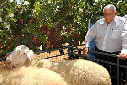 Sharon, durante su visita hoy a una granja experimental en Beit Dagan, a 15 kilómetros de Tel Aviv.