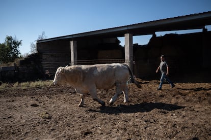 Marcelo Mozo, ganadero de Bermillo de Sayago, junto a uno de sus toros enfermos.