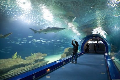 El parque marino Oceanogràfic, en la Ciudad de las Artes y las Ciencias, en Valencia.