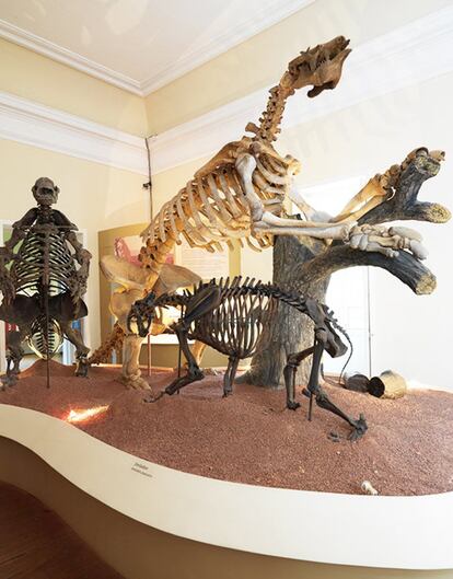La institución iene una particular reputación por la riqueza de su departamento de paleontología, con más de 26.000 fósiles, entre ellos un esqueleto de dinosaurio descubierto en Minais Gerais (centro) y numerosos especímenes de otras especies extinguidas (perezosos gigantes y tigres dientes de sable). En la foto, esqueletos representativos del escenario del Pleistoceno brasileño, hace cerca de 1,8 millones de años.