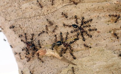 A pesar de ser tres veces más pequeñas, las invasoras hormigas leonas se apoyan en el número para derrotar a sus rivales. Después se comen las larvas, pupas y huevos, arrebatando toda esperanza de recuperación del hormiguero.