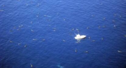 Decenas de tiburones ballena alrededor de un barco de la Universidad del Sur de Mississippi que intenta marcarlos.