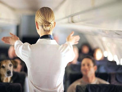 Mascotas en los aviones: un viaje muy aperreado