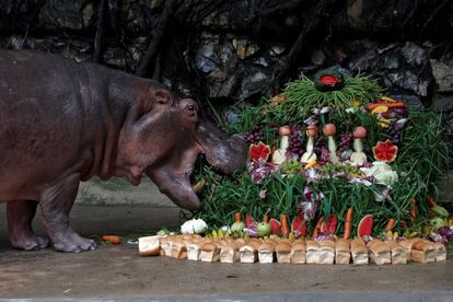 Mali la hipopótoma come fruta de su pastel de 50 cumpleaños en el zoo Dusit de Bangkok (Tailandia).