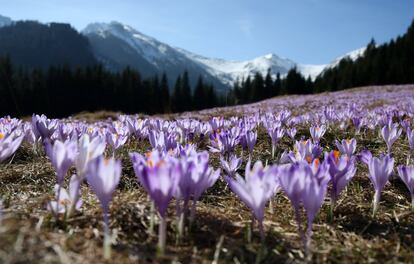 Flores del azafrán en un prado en los Montes Tatras, cerca de Zakopane (Polonia), el 1 de abril de 2017.