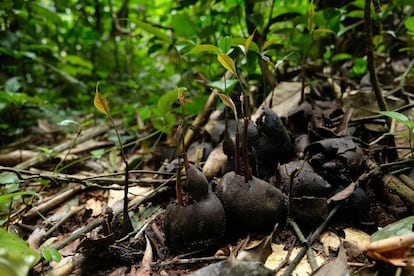 Al ir entre los excrementos de los elefantes, las semillas del árbol del ébano están protegidas de la accion de los roedores. En la imagen, varias germinando.