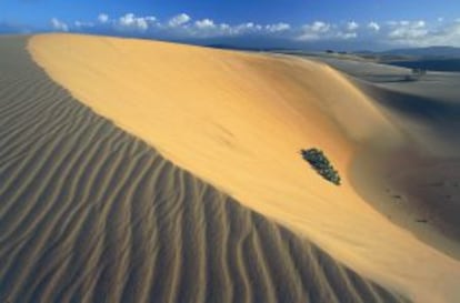 Dunas de Los Médanos.