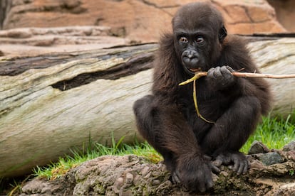 En Bioparc Fuengirola habita el gorila 'Ekan', el primero de su especie en nacer bajo el programa de conservación malagueño.