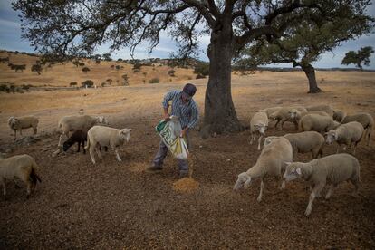 El ganadero Juan Francisco junto a sus animales en Puebla de Guzmán (Huelva).