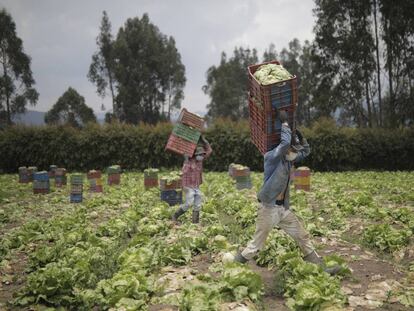 Campesinos recogen lechuga a las afueras de Bogotá.