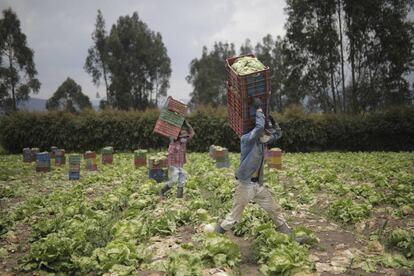 Campesinos recogen lechuga a las afueras de Bogotá.