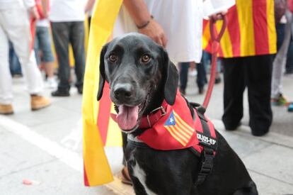 Un gos independentista l'Onze de Setembre.