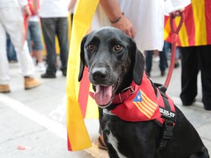 Un gos independentista l'Onze de Setembre.