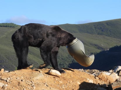 Un oso negro con la cabeza atrapada en un bidón en las cercanías de la localidad de Anllares del Sil (León), este miércoles.