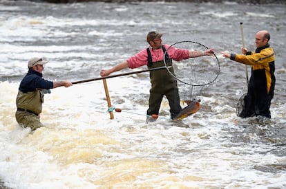 Tres pescadores de salmones en el cauce del río Ettrick a su paso por Selkirk (Escocia).