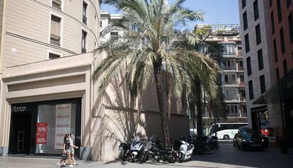 Las dos enormes palmeras de la calle Gravina de Barcelona, restos de un antiguo patio.