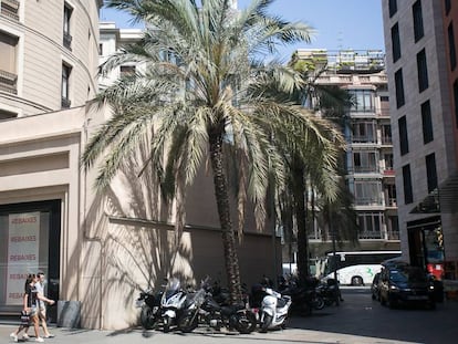 Las dos enormes palmeras de la calle Gravina de Barcelona, restos de un antiguo patio.