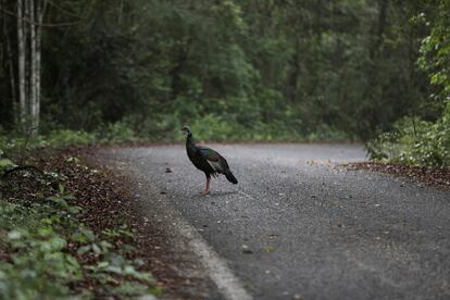 Un guajolote en la Reserva de la Biósfera de Calakmul, en Campeche, en 2022.