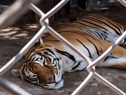 A Bengal tiger rescued by agents in the State of Mexico.