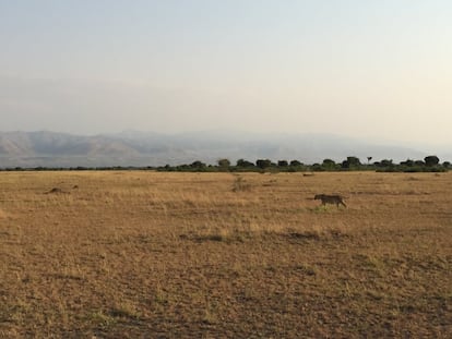 Decenas de leones, hienas y leopardos llevan collares radiotransmisores para inspeccionar sus movimientos y controlarlos cuando se acercan a los pueblos.