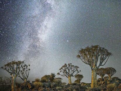 'Triangulum'. Grupo de árboles 
de la aljaba. Namibia.
