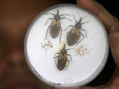 Tres ejemplares de Triatoma Dimidiatas, tipo insecto que chupa sangre y huésped del parásito que causa el contagio del Chagas.
