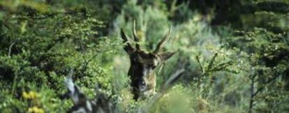 Un huemul en la espesura austral.